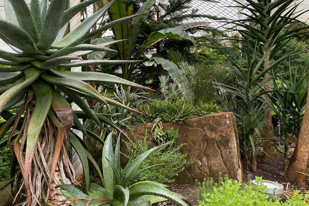 Secret Gardens: Glasgow Botanic Gardens